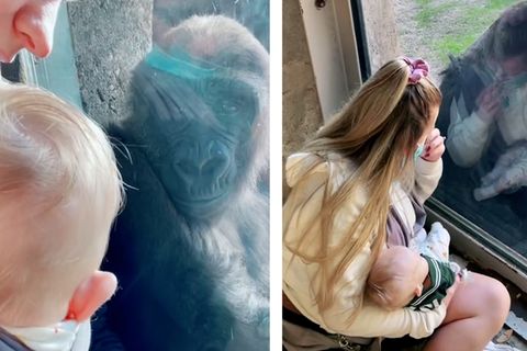 Tierpflegerin zeigt Gorillas ihr Neugeborenes – so reagieren die Affen auf das Baby
