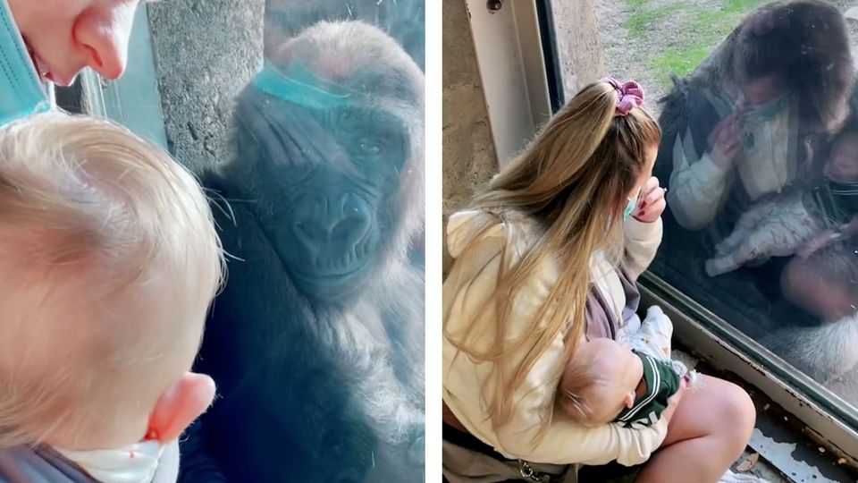 Tierpflegerin zeigt Gorillas ihr Neugeborenes – so reagieren die Affen auf das Baby