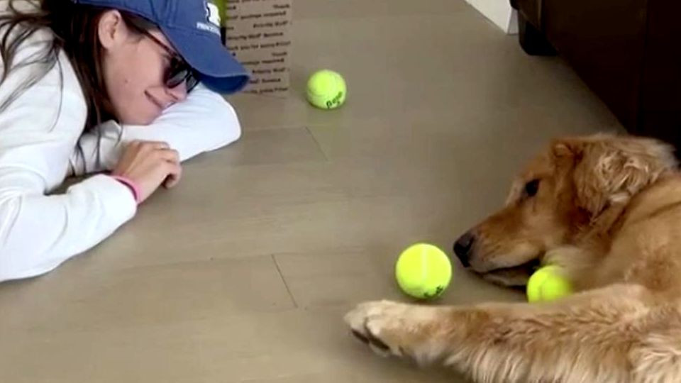 Süßes Tiervideo: Golden Retriever Hudson ist der wohl entspannteste Hund der Welt