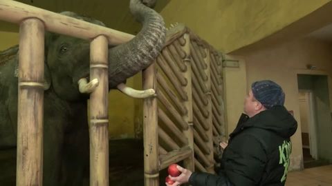 Ablenkung im Lockdown: Zoos wollen im März wieder bundesweit öffnen - und schreiben Brief an Merkel
