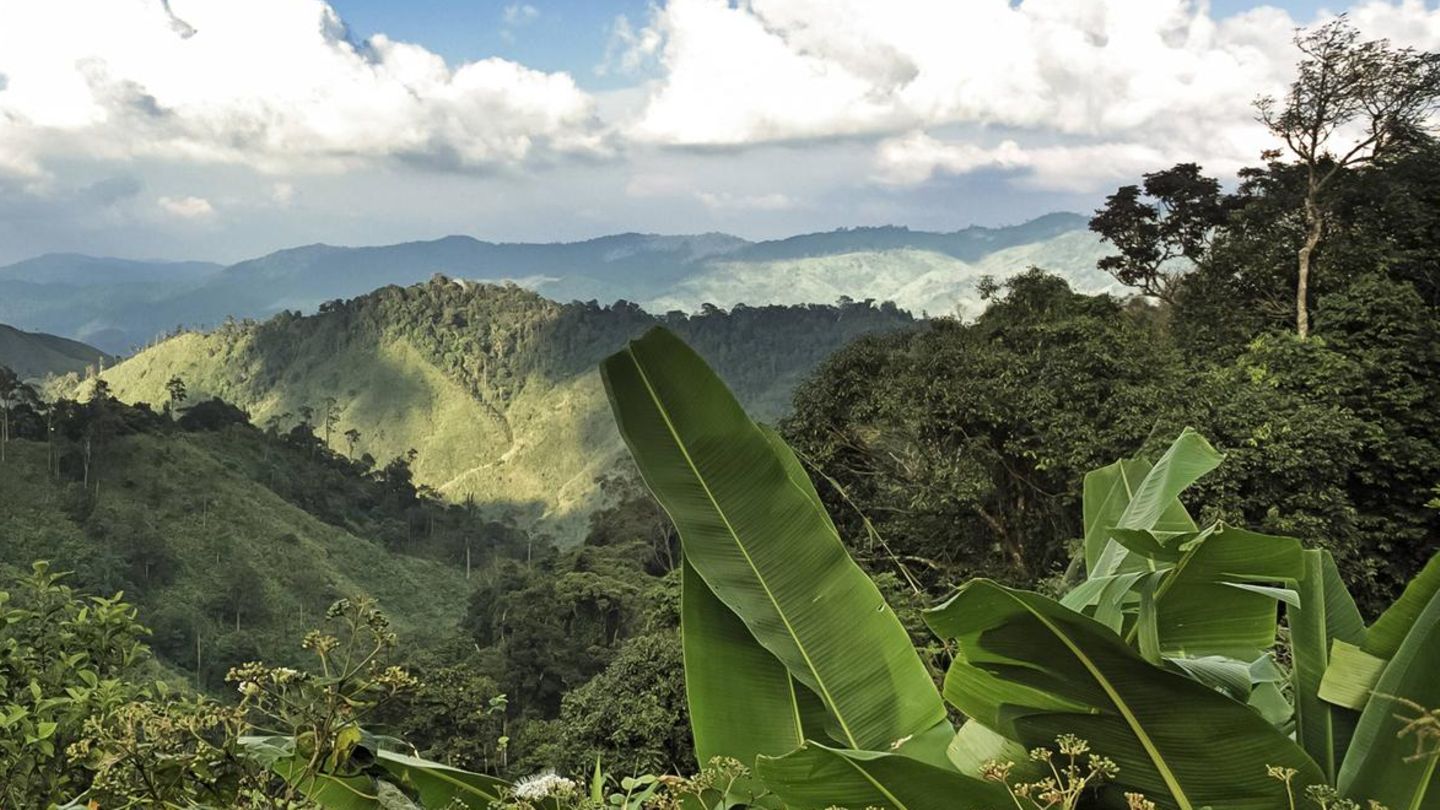 Große Pflanzen und hügelige Wälder im Mae Wong Nationalpark in Thailand