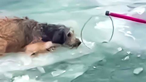 Heldenhafte Rettungsaktion: Hund wird aus einem Fluss sicher an Land gebracht