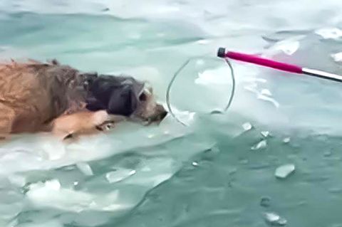 Heldenhafte Rettungsaktion: Hund wird aus einem Fluss sicher an Land gebracht