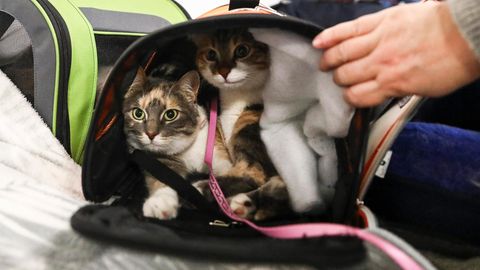 Menschen, die wegen des Kriegs aus der Ukraine nach Polen geflohen sind, haben diese beiden Katzen mitgenommen