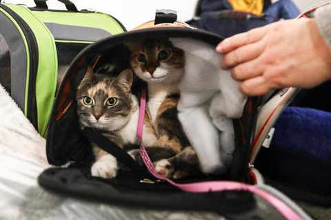 Menschen, die wegen des Kriegs aus der Ukraine nach Polen geflohen sind, haben diese beiden Katzen mitgenommen