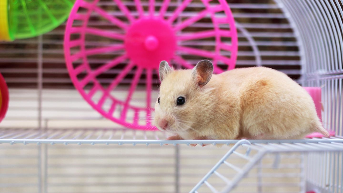 Covid-19: Hamsters caused Corona outbreak in Hong Kong with Delta variant