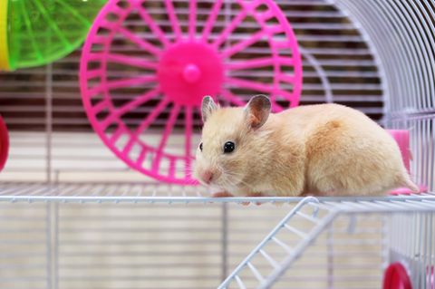 Hamster sitzt in einem Käfig