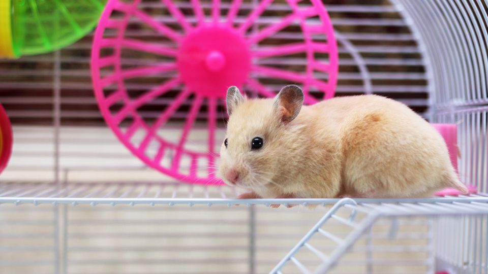 Hamster sitzt in einem Käfig