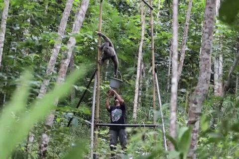Video: Tinas Einsatz für die Gibbons
