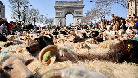 Schafe auf dem Champs Elysées in Paris