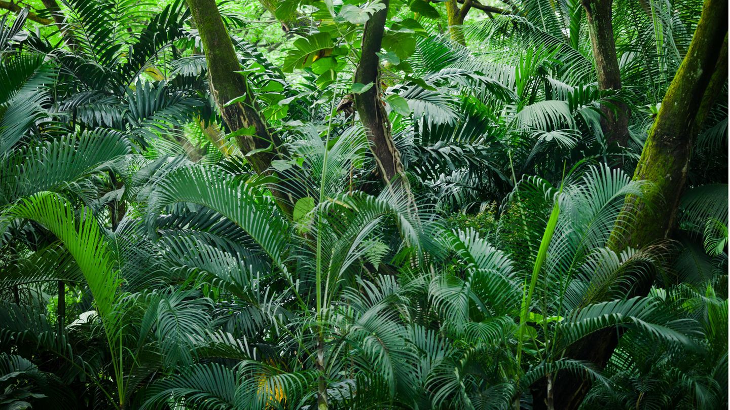 Regenwald in Singapur
