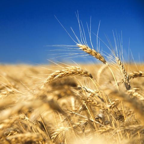 Oben blau, unten gold: Weizen erinnert nicht nur optisch an die Flagge der Ukraine, sie sind für das Land ein wichtiges Exportgut.