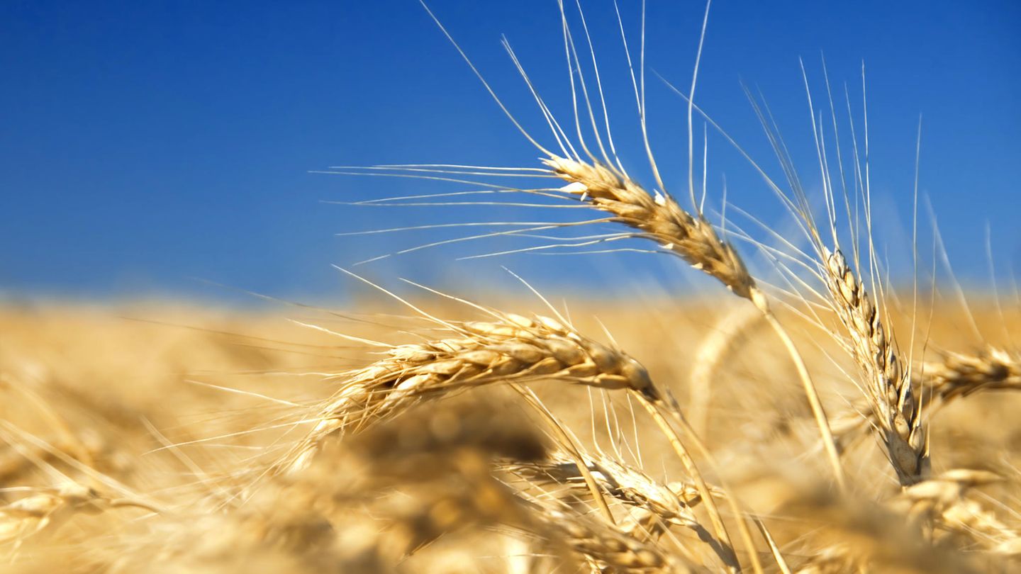 Ukraine: What the war in the “granary of Europe” means for consumers
