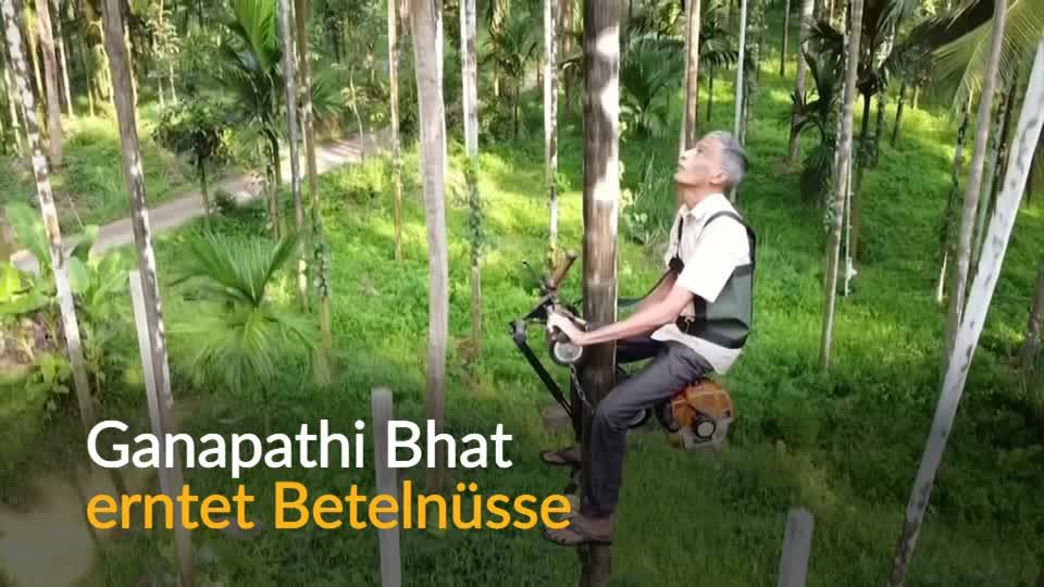 Video: In fünf Sekunden auf die Palme Video: In fünf Sekunden auf die Palme