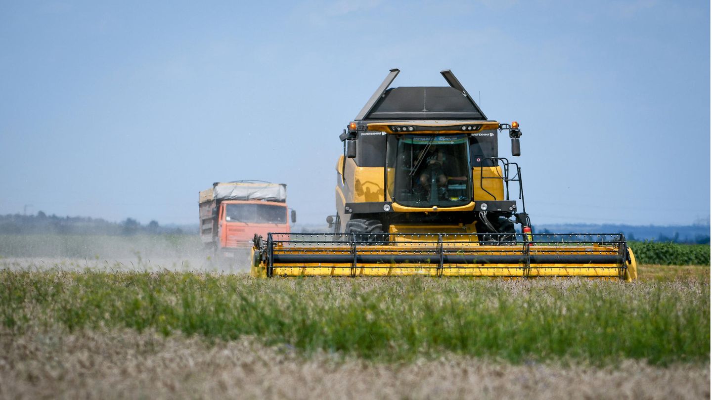 Ukraine-Krieg: Weizenernte in der Ukraine: Das Land gehört zu den wichtigsten Getreideexporteuren Weizenernte in der Ukraine: Das Land gehört zu den wichtigsten Getreideexporteuren