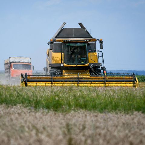 Weizenernte in der Ukraine: Das Land gehört zu den wichtigsten Getreideexporteuren