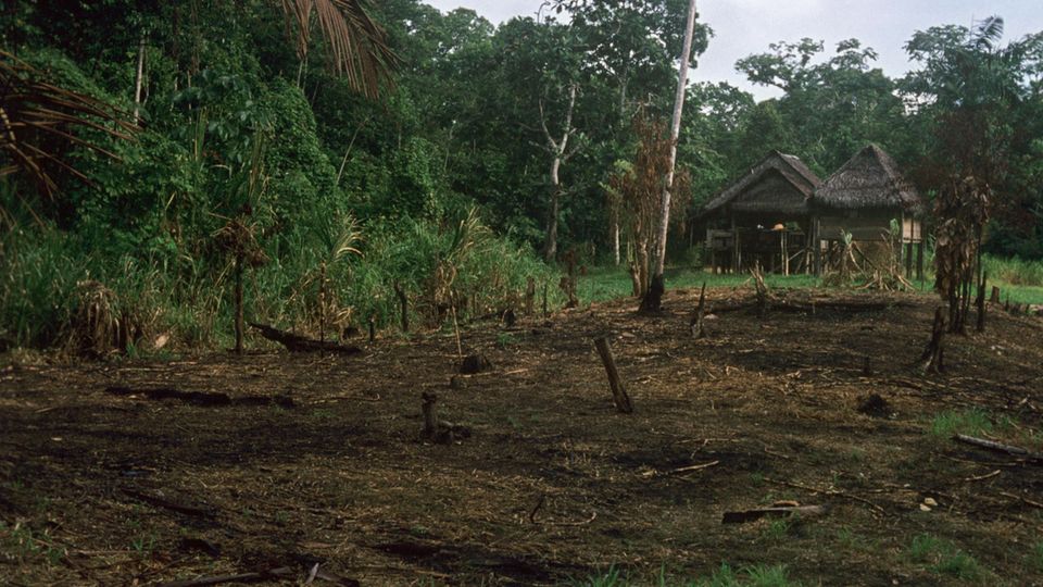 Abgeholzter Regenwald in Peru