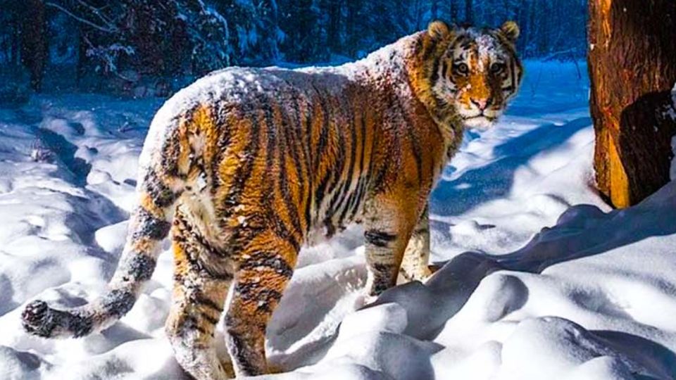 Bild eines sibirischen Tigers in einem Wald voller Schnee