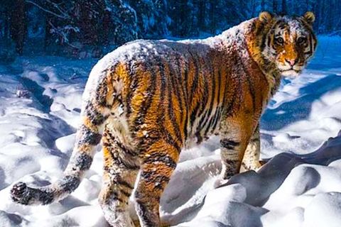 Bild eines sibirischen Tigers in einem Wald voller Schnee