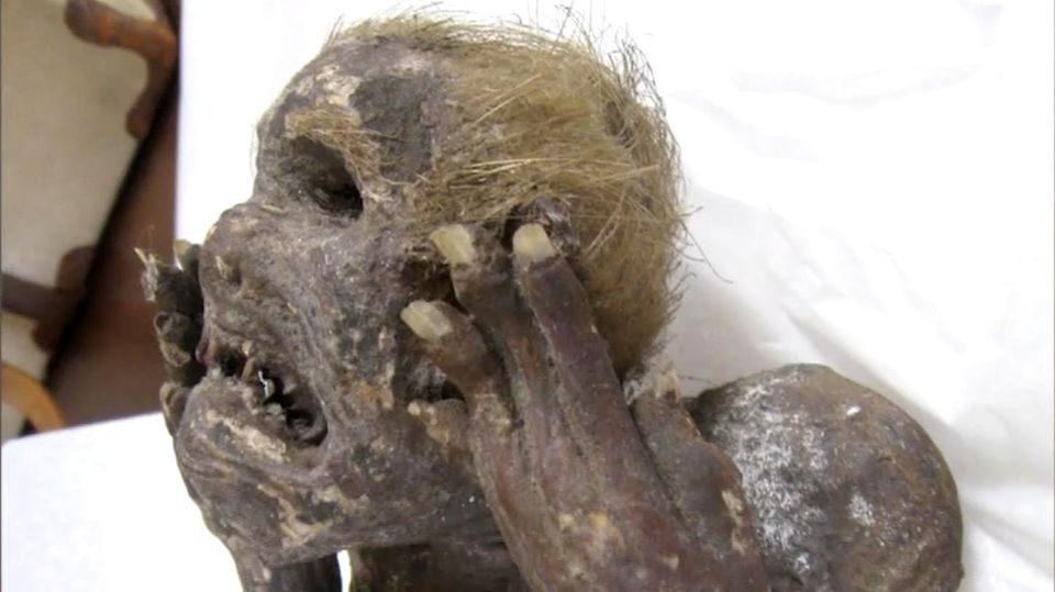 Eine in Japan entdeckte Mumie sieht aus wie eine Meerjungfrau.