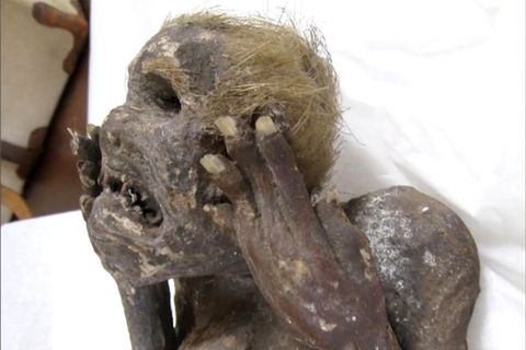 Eine in Japan entdeckte Mumie sieht aus wie eine Meerjungfrau.