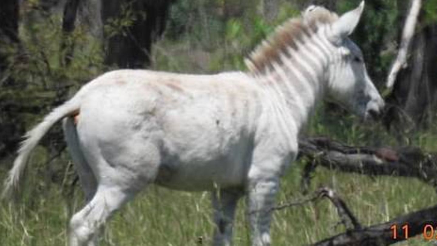 Das fast streifenlose Albino-Zebra Ndasiata