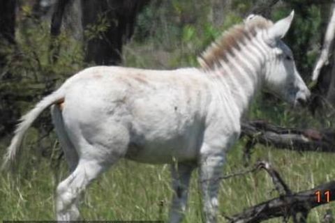 Das fast streifenlose Albino-Zebra Ndasiata