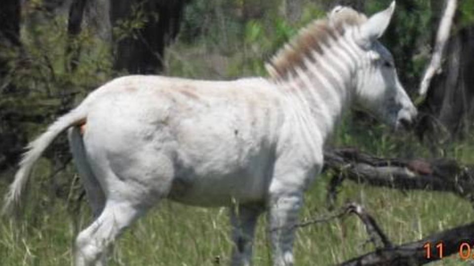 Das fast streifenlose Albino-Zebra Ndasiata