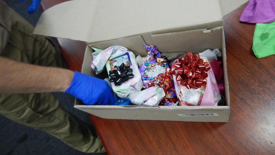 Eidechsen in einem Karton beim Australischen Zoll