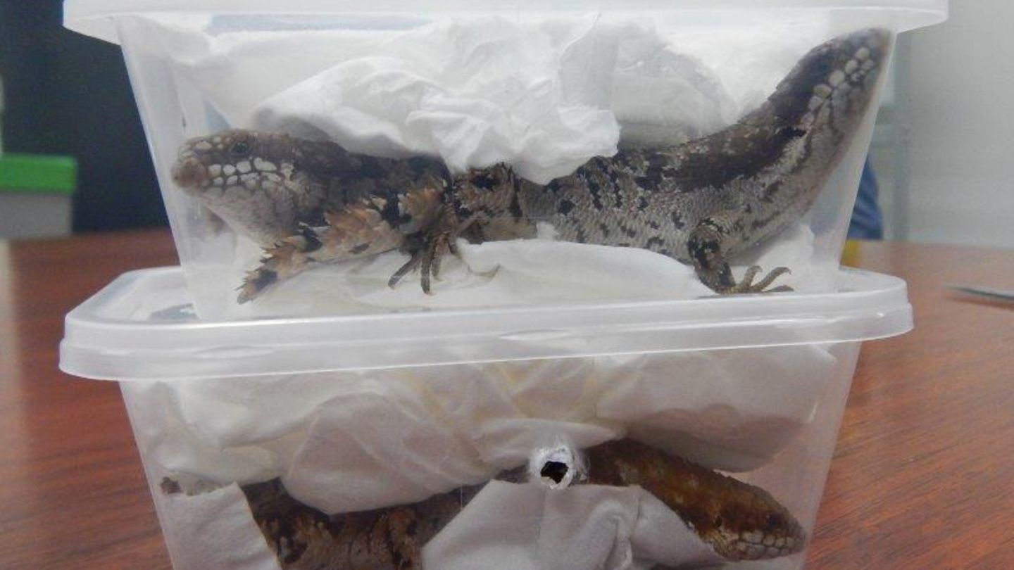 Eidechsen in einem Karton beim australischen Zoll