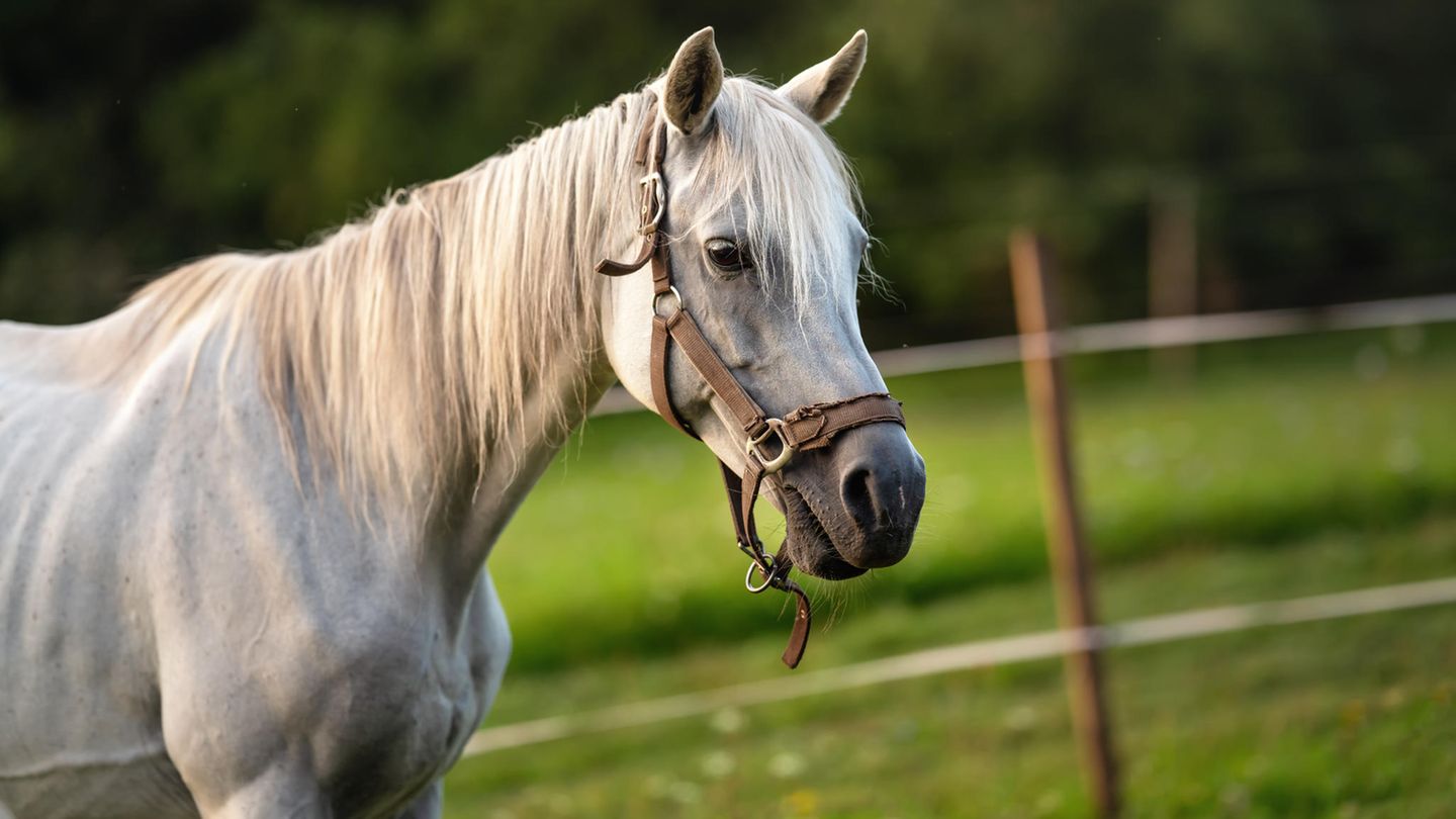 Pferd Ukraine