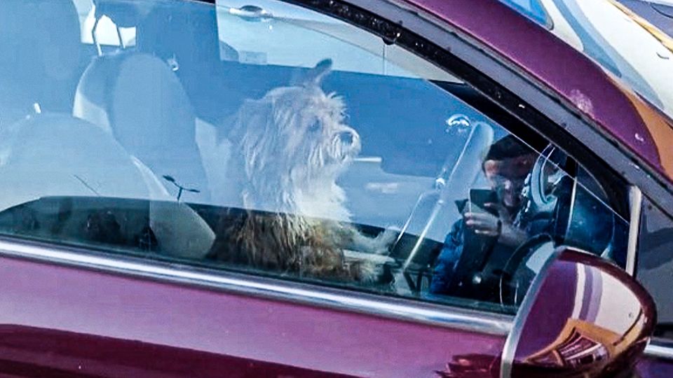 Ein Hund am Steuer eines Autos.
