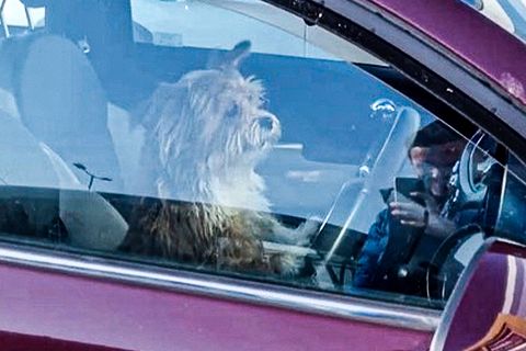 Ein Hund am Steuer eines Autos.