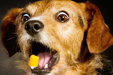 Ein Hund fängt einen Käsehappen aus der Luft mit geöffnetem Maul