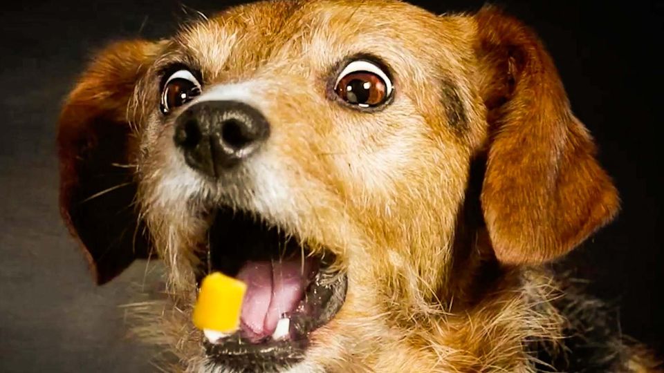 Hond houdt een stuk kaas in de lucht met zijn mond open