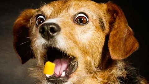 Ein Hund fängt einen Käsehappen aus der Luft mit geöffnetem Maul