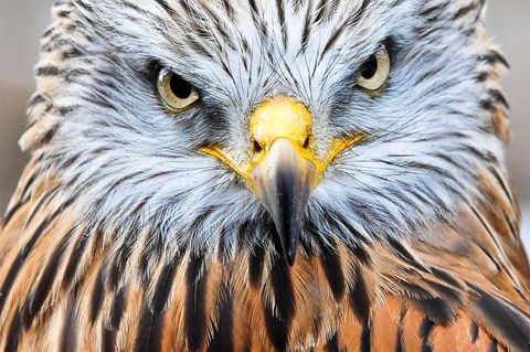 Vogelporträt