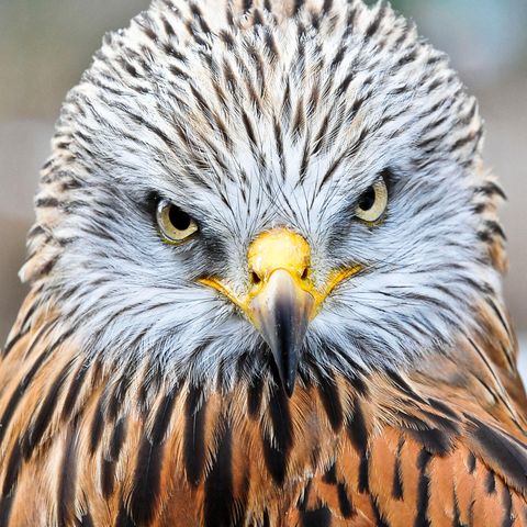 Vogelporträt