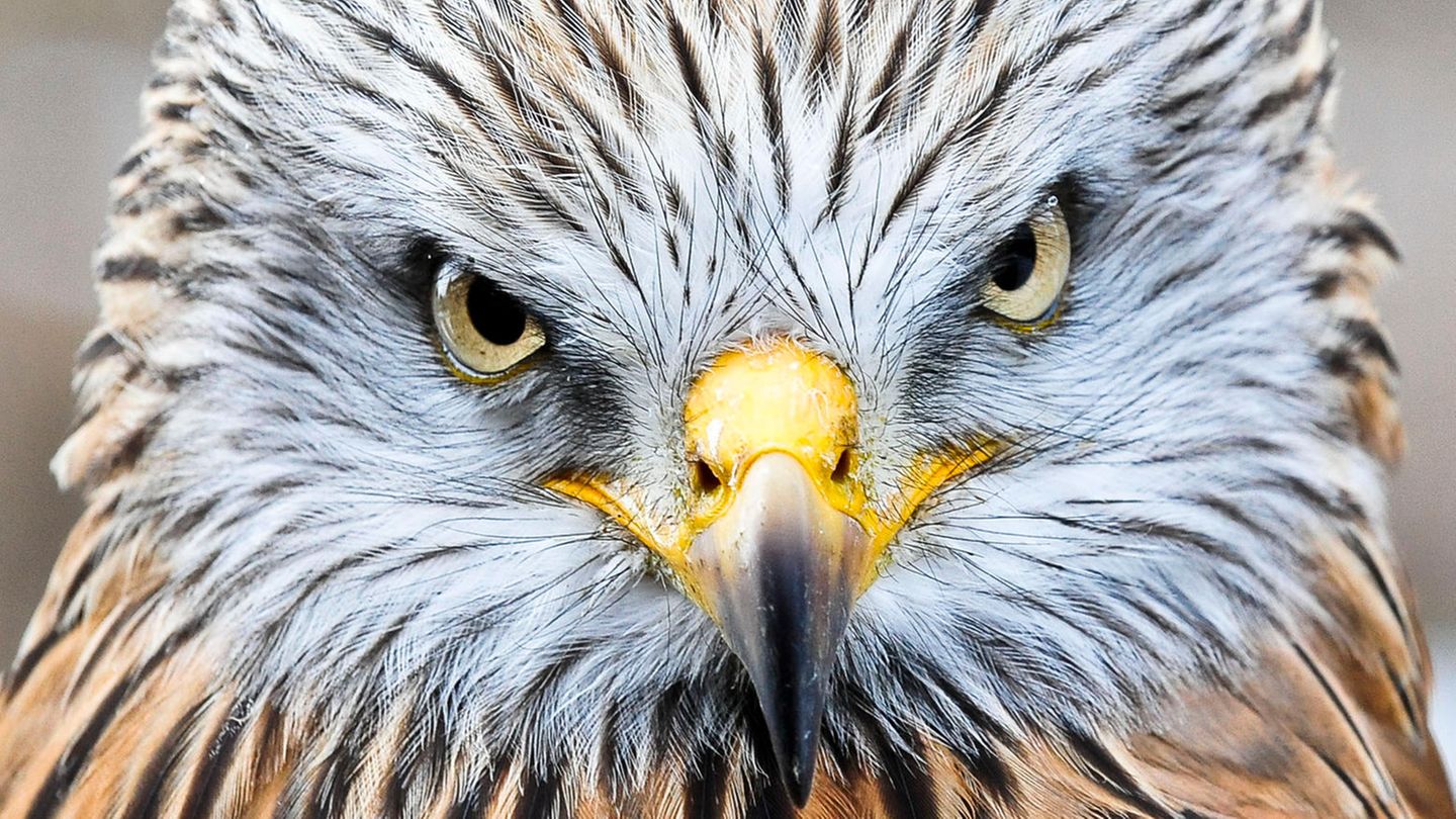 Vogelporträt