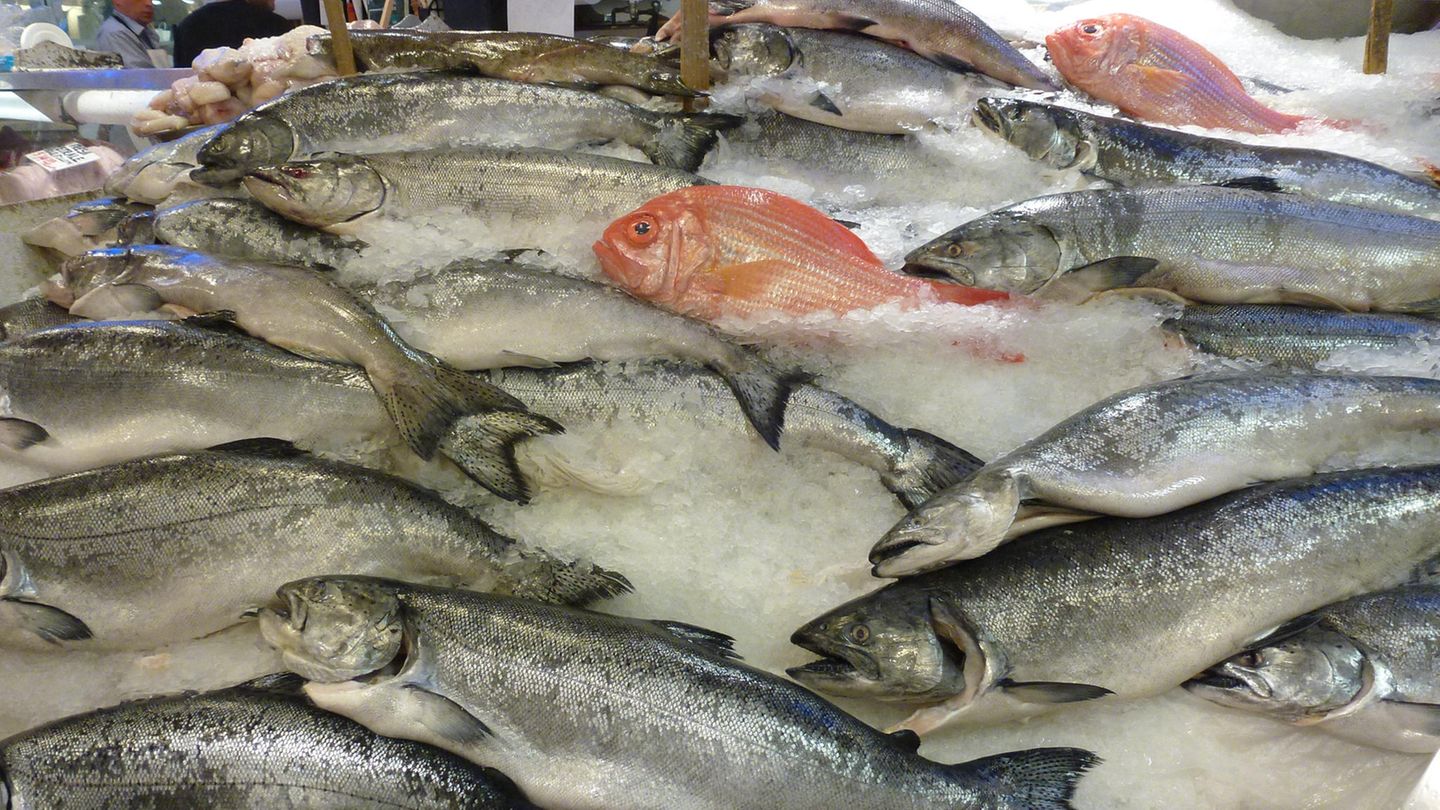 Wildlachs