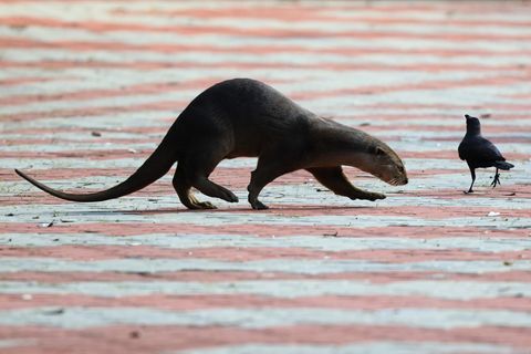 Vor dem Präsidentenpalast: Die Rückkehr der Otter: Polizei sperrt in Singapur Straße für Tiere