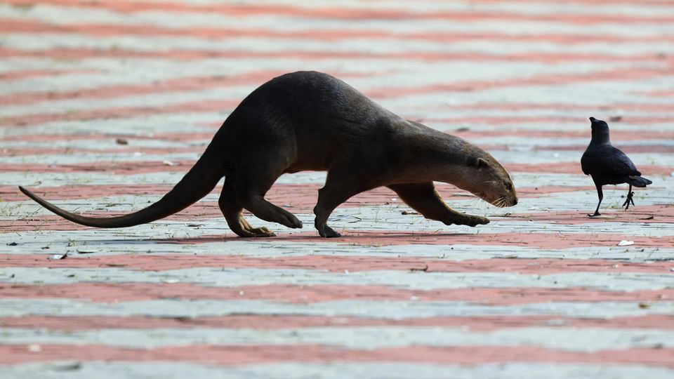 Vor dem Präsidentenpalast: Die Rückkehr der Otter: Polizei sperrt in Singapur Straße für Tiere Vor dem Präsidentenpalast: Die Rückkehr der Otter: Polizei sperrt in Singapur Straße für Tiere