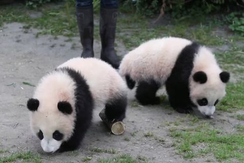 Tier-Nachwuchs: Süßer Ausflug: Panda-Babys erforschen zum ersten Mal ihr Gehege