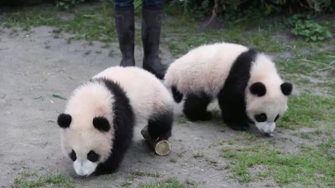 Tierliebe: Panda beißt Mann - Mann beißt Panda