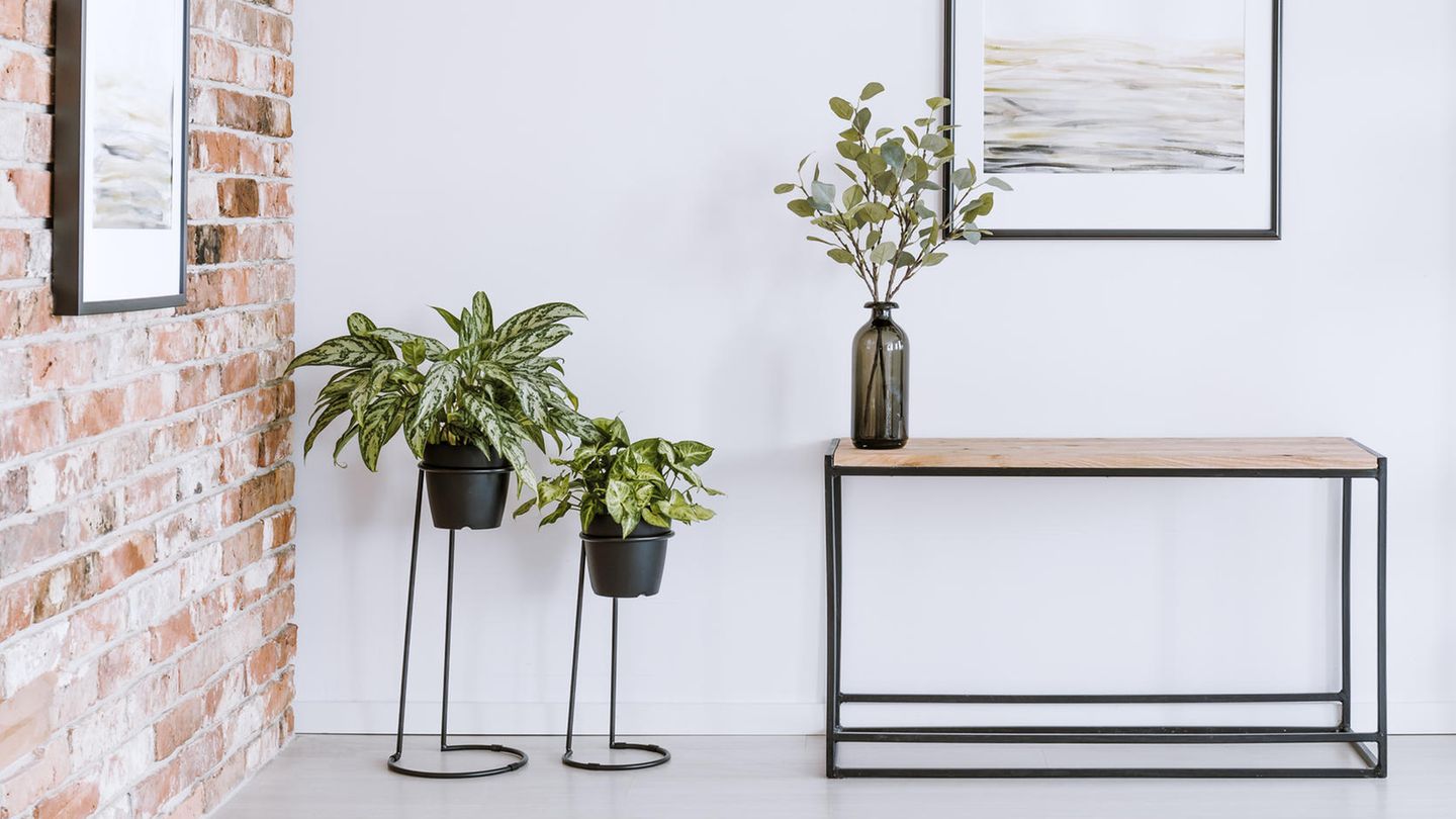 Plant stand: Living trend 2023 with indoor plants
