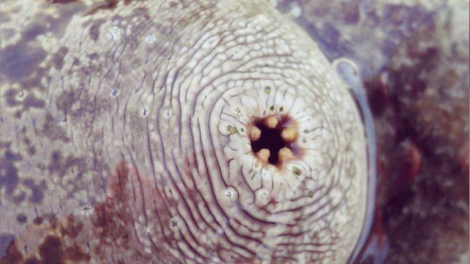 Sea cucumbers, jellyfish and spiders: These animals have the most crooked buttocks