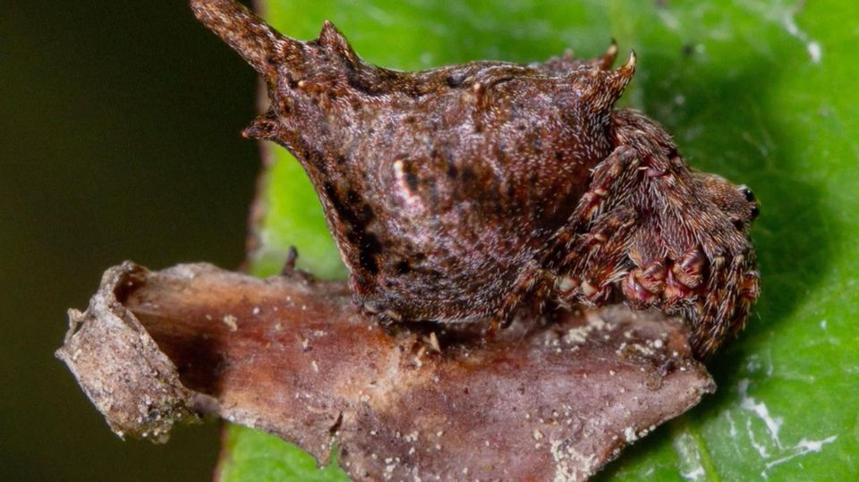 Seegurken, Quallen, Spinnen: Diese Tiere haben die schrägsten Hinterteile