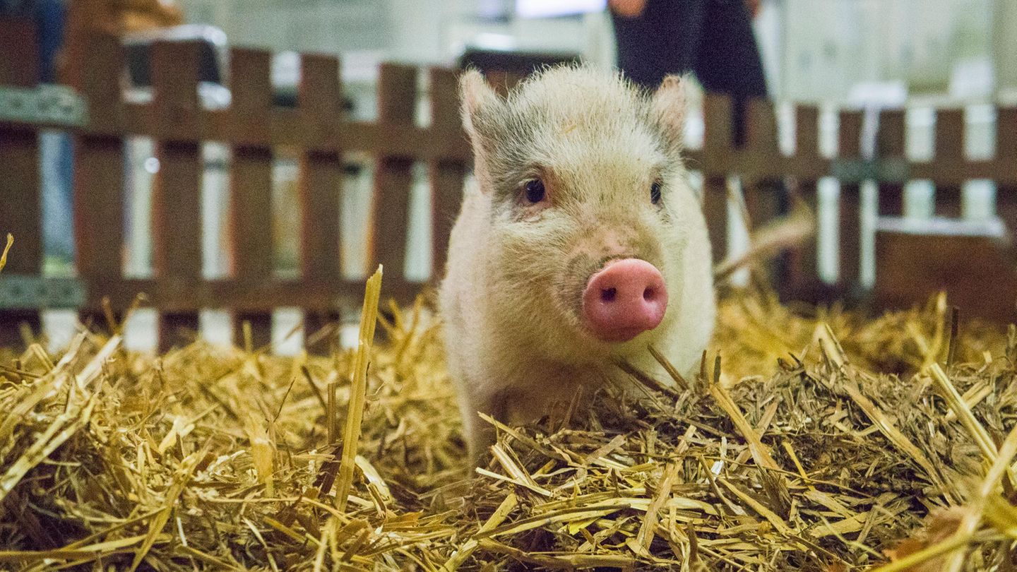 Ein Ferkel sitzt im Stroh