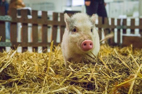 Ein Ferkel sitzt im Stroh