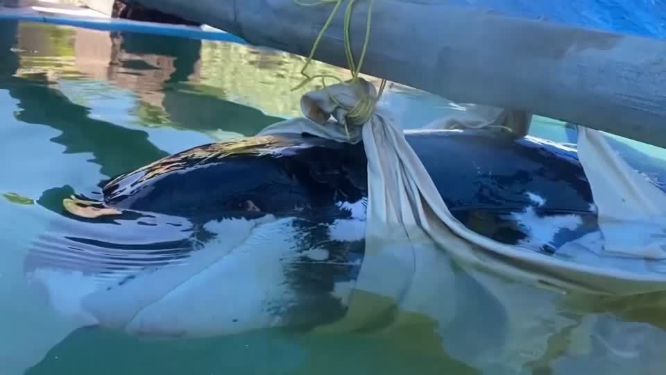 Video: Rettung eines Wals, der keiner ist Video: Rettung eines Wals, der keiner ist